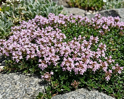 Wilde tijm 'Roze' - Thymus serpyllum 'Pink Chintz'