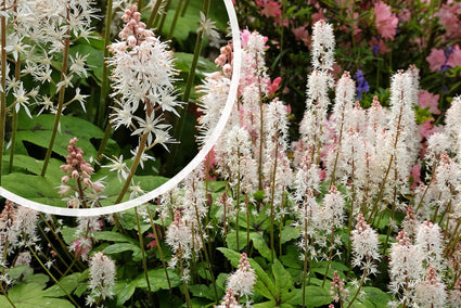 Schuimbloem - Tiarella 'Pink Skyrocket'