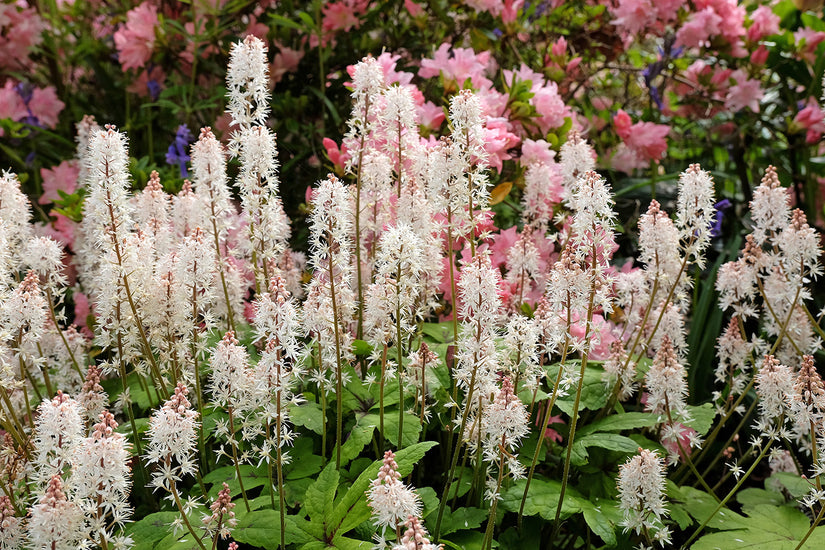 Schuimbloem - Tiarella 'Pink Skyrocket'