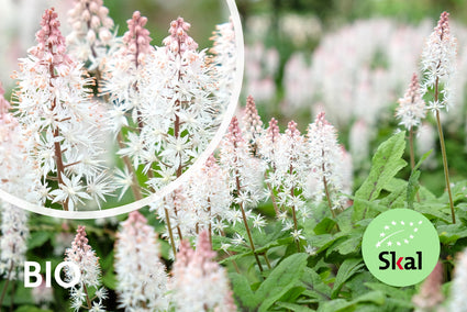 Biologisch Schuimbloem - Tiarella cordifolia