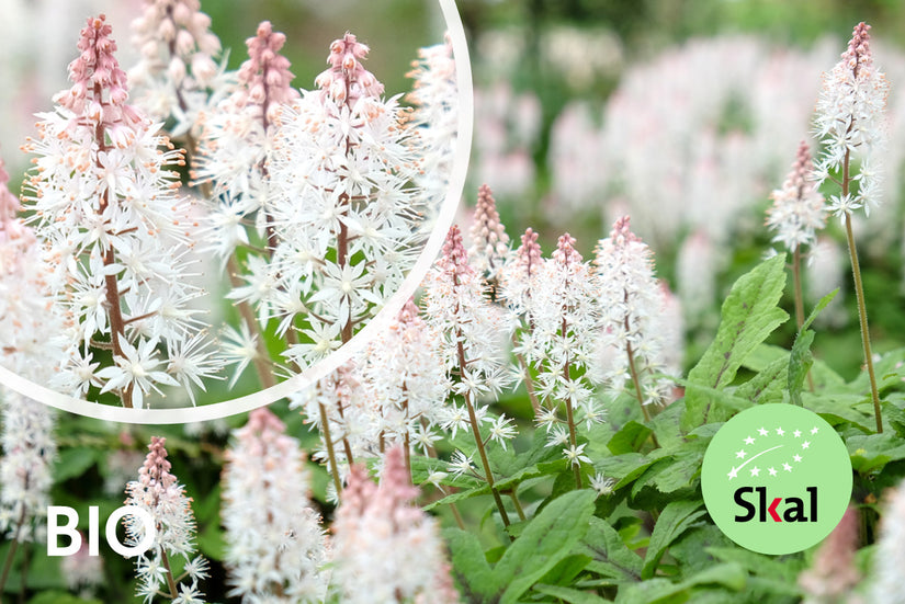 Biologisch Schuimbloem / Perzische Muts - Tiarella cordifolia