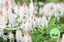 Biologisch Schuimbloem / Perzische Muts - Tiarella cordifolia