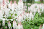 Perzische Muts - Tiarella cordifolia