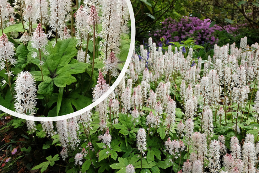 Schuimkaars - Tiarella wherryi