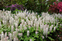 Schuimkaars - Tiarella wherryi