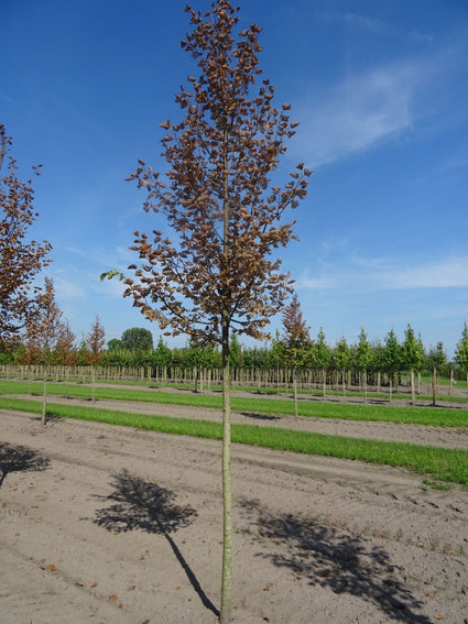 Winterlinde - Tilia cordata 'Greenspire' hoogstam boom