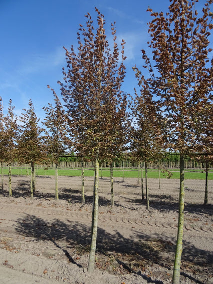 Lindeboom - Tilia cordata 'Rancho' hoogstam boom