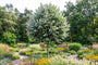 Zilverlinde - Tilia tomentosa 'Brabant' Hoogstam boom