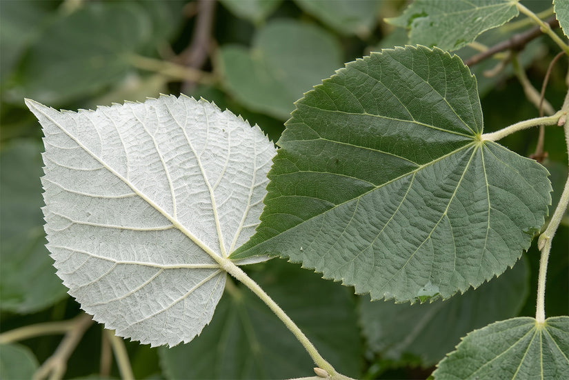 Zilverlinde - Tilia tomentosa 'Brabant' Hoogstam boom