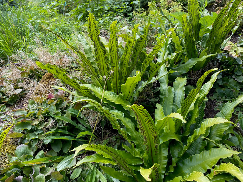 Biologisch Tongvaren - Asplenium Scolopendrium