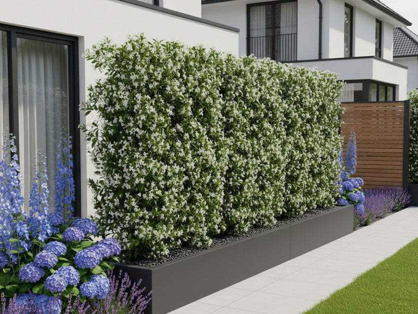 Kant en klare Toscaanse Jasmijn haag - Trachelospermum jasminoides 180 x 120 cm Sterjasmijn wit