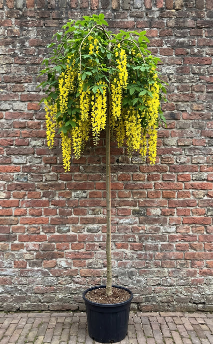 Treur goudenregen - Laburnum alpinum 'Pendulum' hoogstam boom
