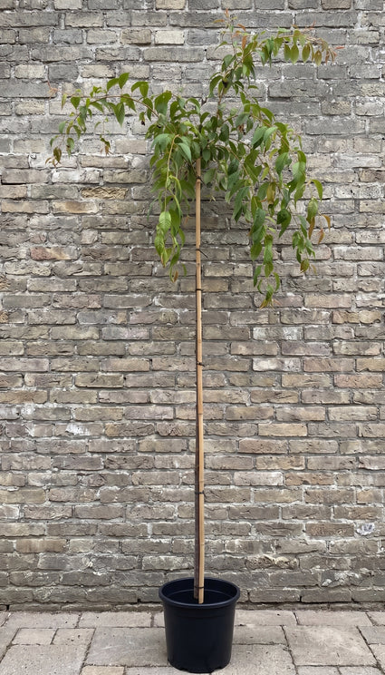 Treursierkers - Prunus serrulata 'Kiku-shidare' Hoogstam boom