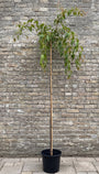 Treursierkers (Hoogstam) - Prunus serrulata 'Kiku-shidare'