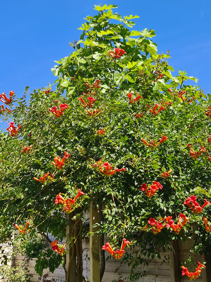 Biologische Trompetbloem (Rood) - Campsis x tagliabuana 'Mme Galen'
