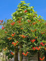 Biologische Trompetbloem (Rood) - Campsis x tagliabuana 'Mme Galen'