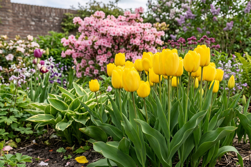 Tulp Tulipa Apeldoorn Darwin (Geel) - 30 bloembollen