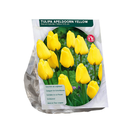 Tulp Tulipa Apeldoorn Darwin (Geel) - 30 bloembollen