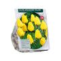 Tulp Tulipa Apeldoorn Darwin (Geel) - 30 bloembollen