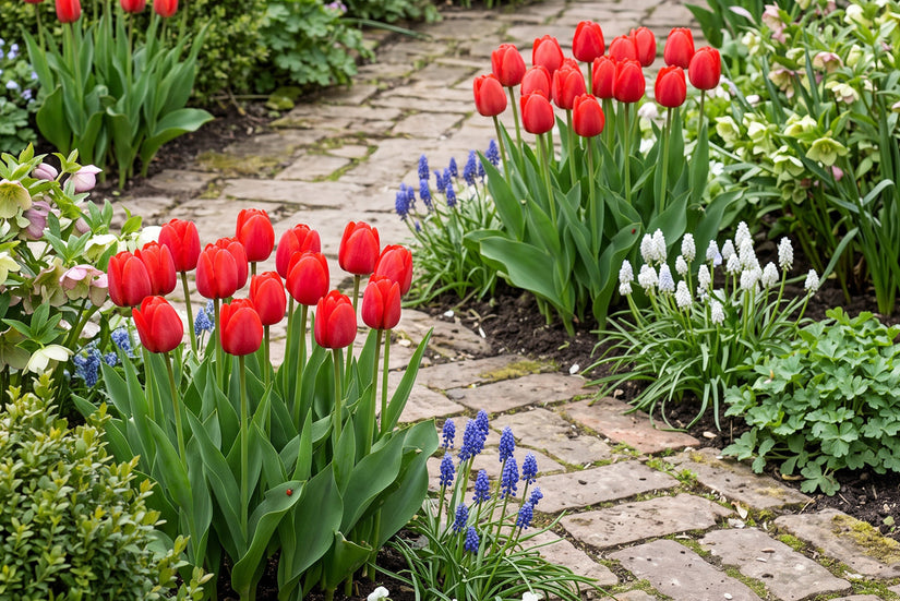Tulp Tulipa Apeldoorn Darwin (Rood) - 30 bloembollen