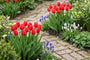 Tulp Tulipa Apeldoorn Darwin (Rood) - 30 bloembollen
