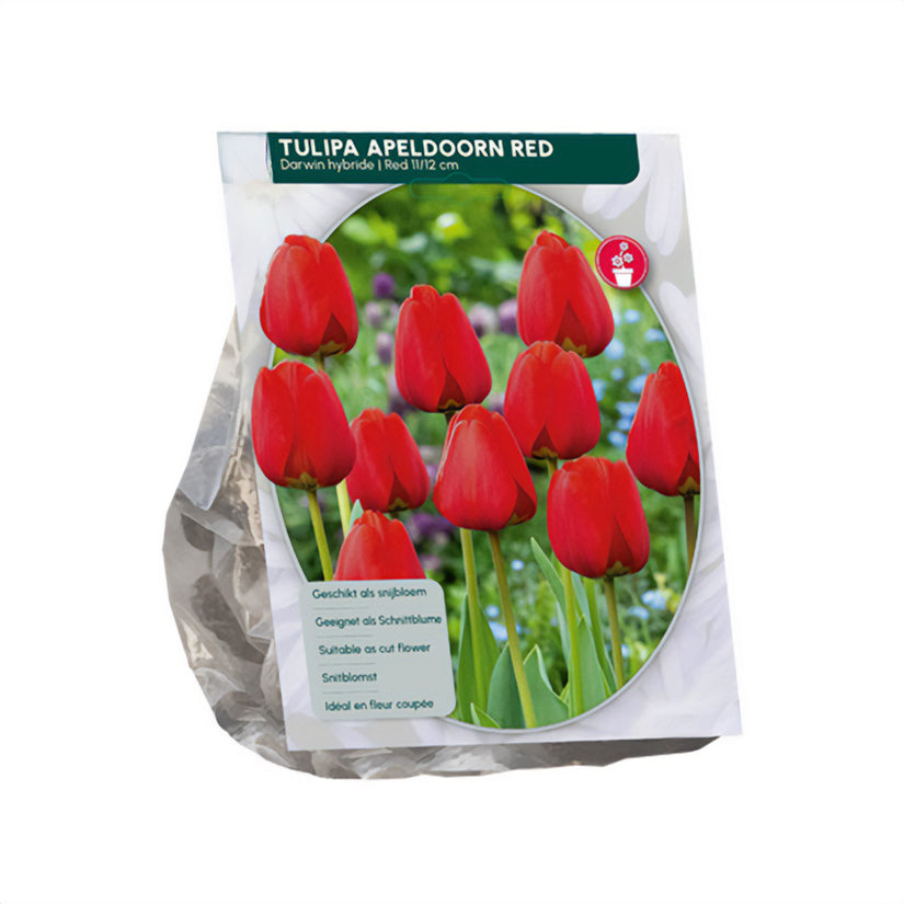 Tulp Tulipa Apeldoorn Darwin (Rood) - 30 bloembollen