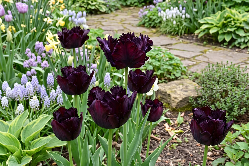 Tulipa Black Parrot Parkiettulp - 36 zwarte bloembollen