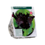 Tulipa Black Parrot Parkiettulp - 36 zwarte bloembollen