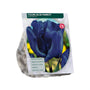 Tulipa Blue Parrot Parkiettulp - 36 blauwe bloembollen