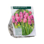 Tulipa 'Don Quichotte' Triumph Tulp - 36 roze bloembollen
