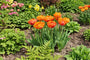 Tulipa Dubbel Laat Sunlover - 36 tulpenbollen oranje en geel