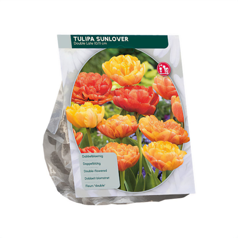 Tulipa Dubbel Laat Sunlover - 36 tulpenbollen oranje en geel