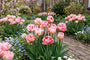 Tulipa Dubbel Laat Upstar - 30 roze tulpenbollen