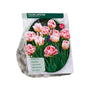 Tulipa Dubbel Laat Upstar - 30 roze tulpenbollen
