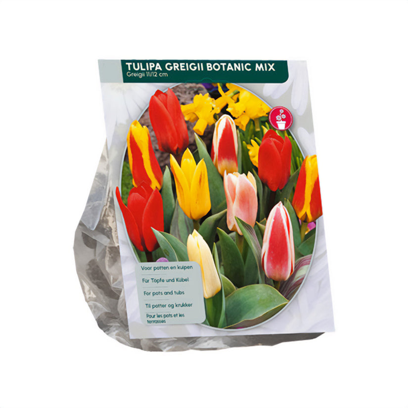 Tulipa Greigii Tulpen Mix - 30 vroegbloeiende bloembollen