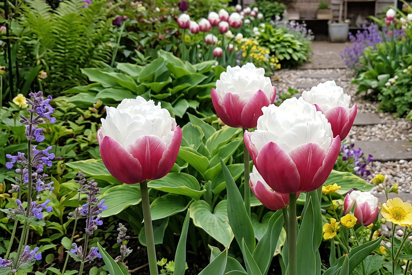 Tulp Tulipa Ice Cream - 15 bloembollen