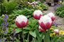 Tulp Tulipa Ice Cream - 15 bloembollen
