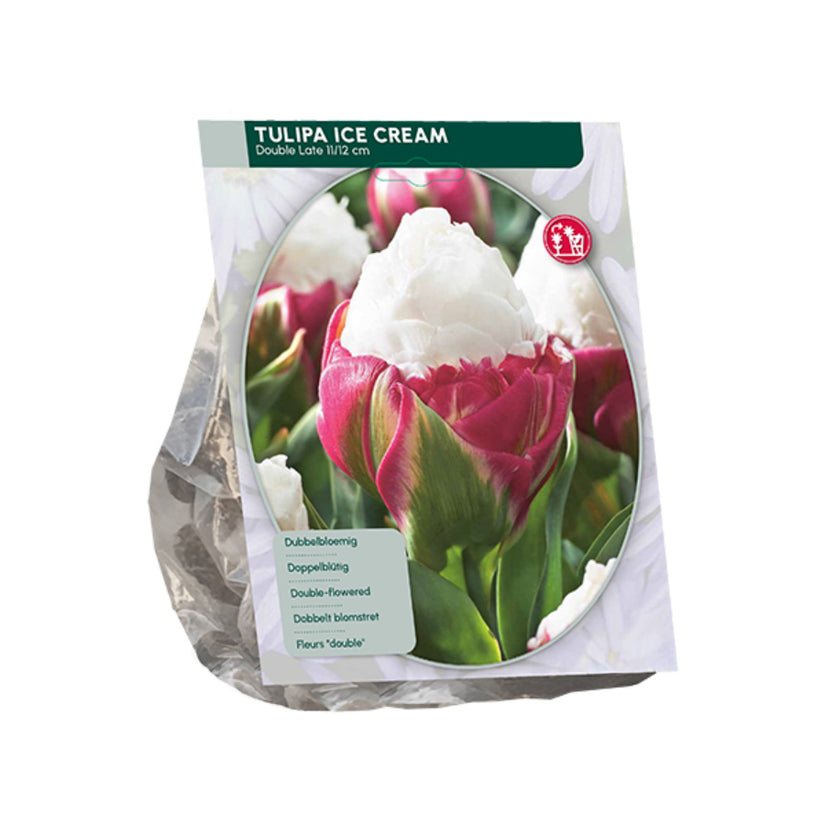 Tulp Tulipa Ice Cream - 15 bloembollen