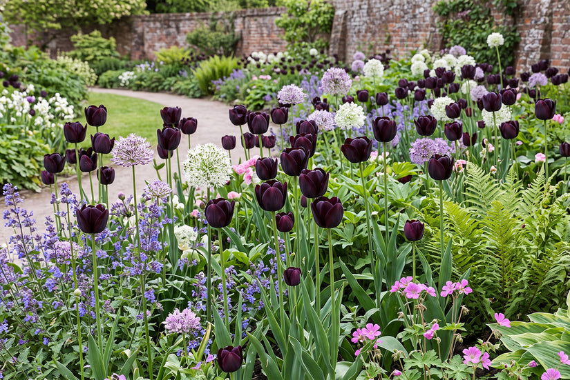 Tulipa 'Queen of Night' Late tulp - 30 bloembollen
