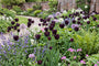 Tulipa 'Queen of Night' Late tulp - 30 bloembollen