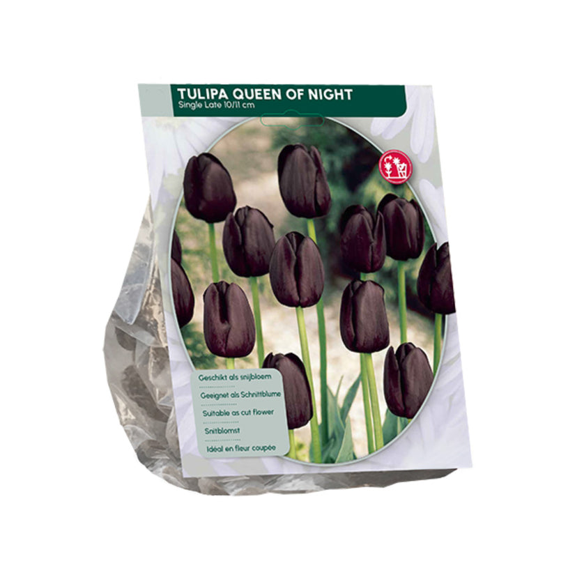 Tulipa 'Queen of Night' Late tulp - 30 bloembollen