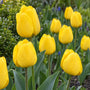 Tulp Tulipa Apeldoorn Darwin (Geel) - 30 bloembollen