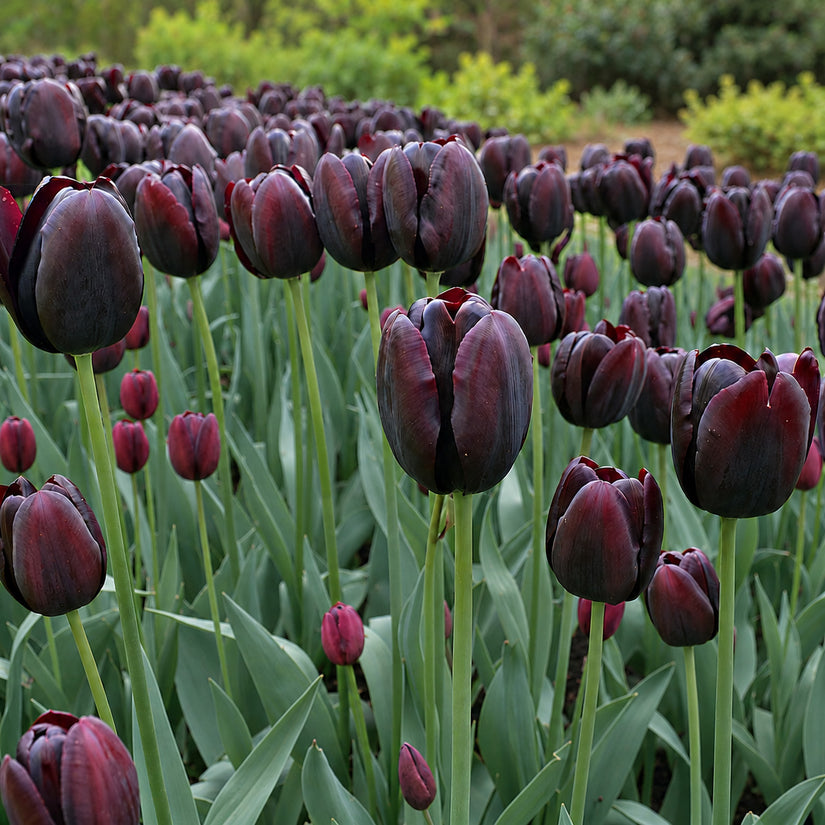 Tulipa 'Queen of Night' Late tulp - 30 bloembollen