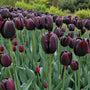 Tulipa 'Queen of Night' Late tulp - 30 bloembollen