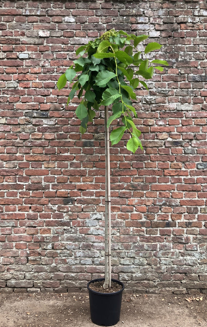 Treuriep / Prieel iep - Ulmus camperdownii - Hoogstam 2 meter