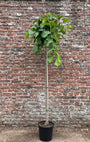 Treuriep / Prieel iep (Hoogstam) - Ulmus camperdownii