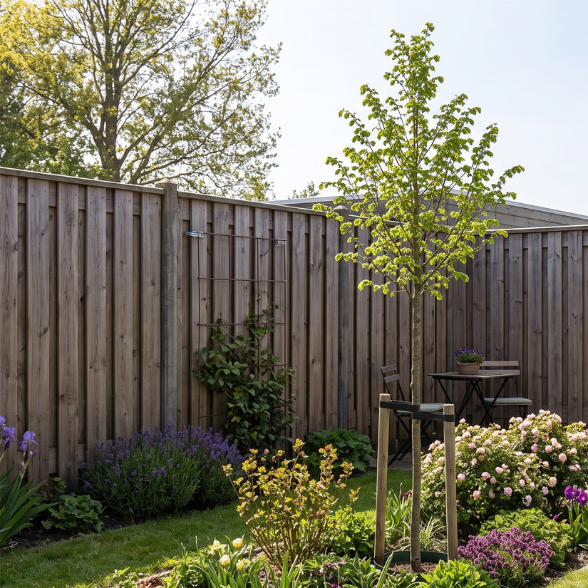 Iep - Ulmus 'Clusius' hoogstam boom
