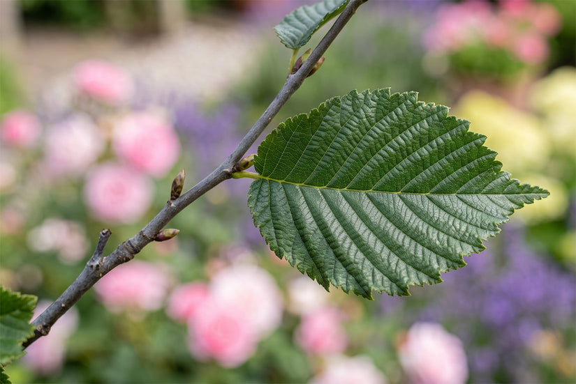 Iep - Ulmus 'Columella' hoogstam boom