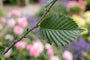 Iep - Ulmus 'Columella' hoogstam boom