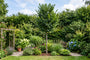 Iep - Ulmus 'Columella' hoogstam boom